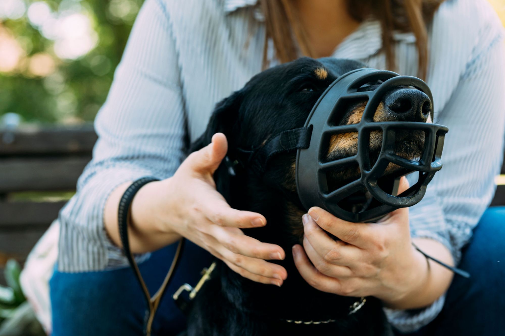 5 Best Dog Muzzles For Barking In 2022 [Review]