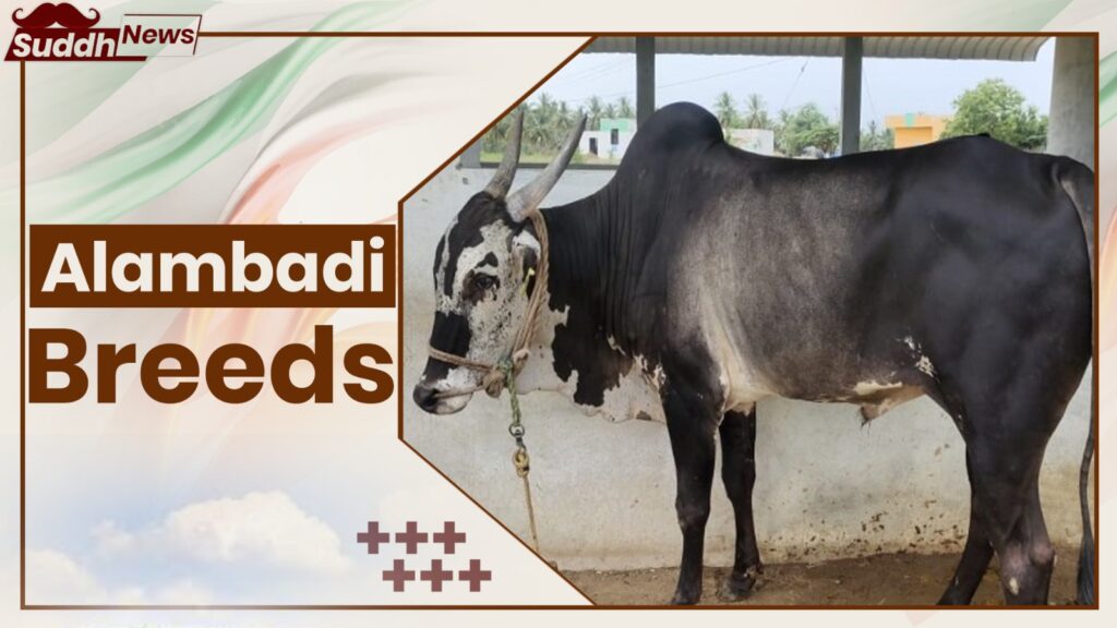 Alambadi Cow Breeds