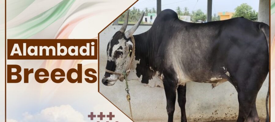 Alambadi Cow Breeds