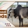 Alambadi Cow Breeds