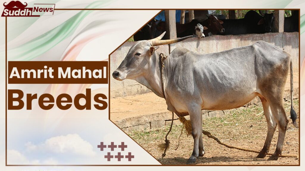 Amrit Mahal Cow Breeds