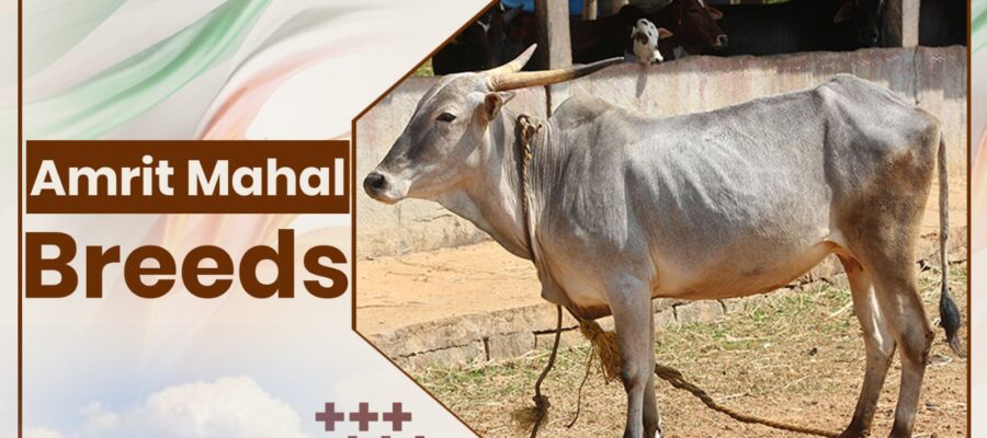 Amrit Mahal Cow Breeds