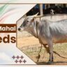 Amrit Mahal Cow Breeds