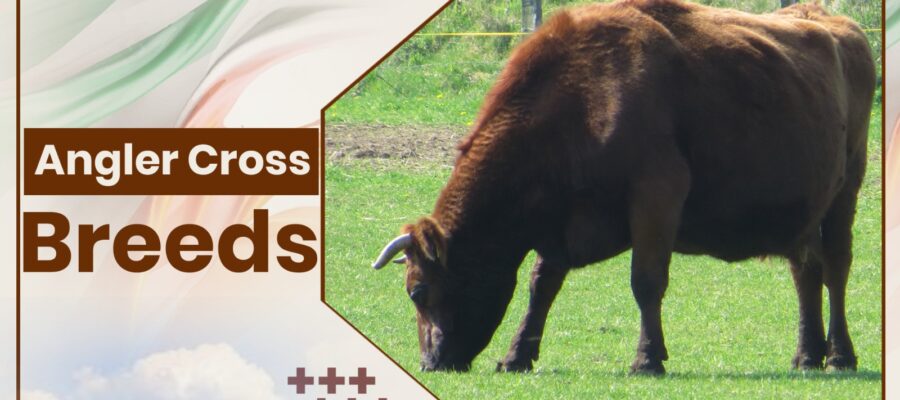 Angler Crossbreed Cow Breeds