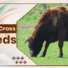 Angler Crossbreed Cow Breeds