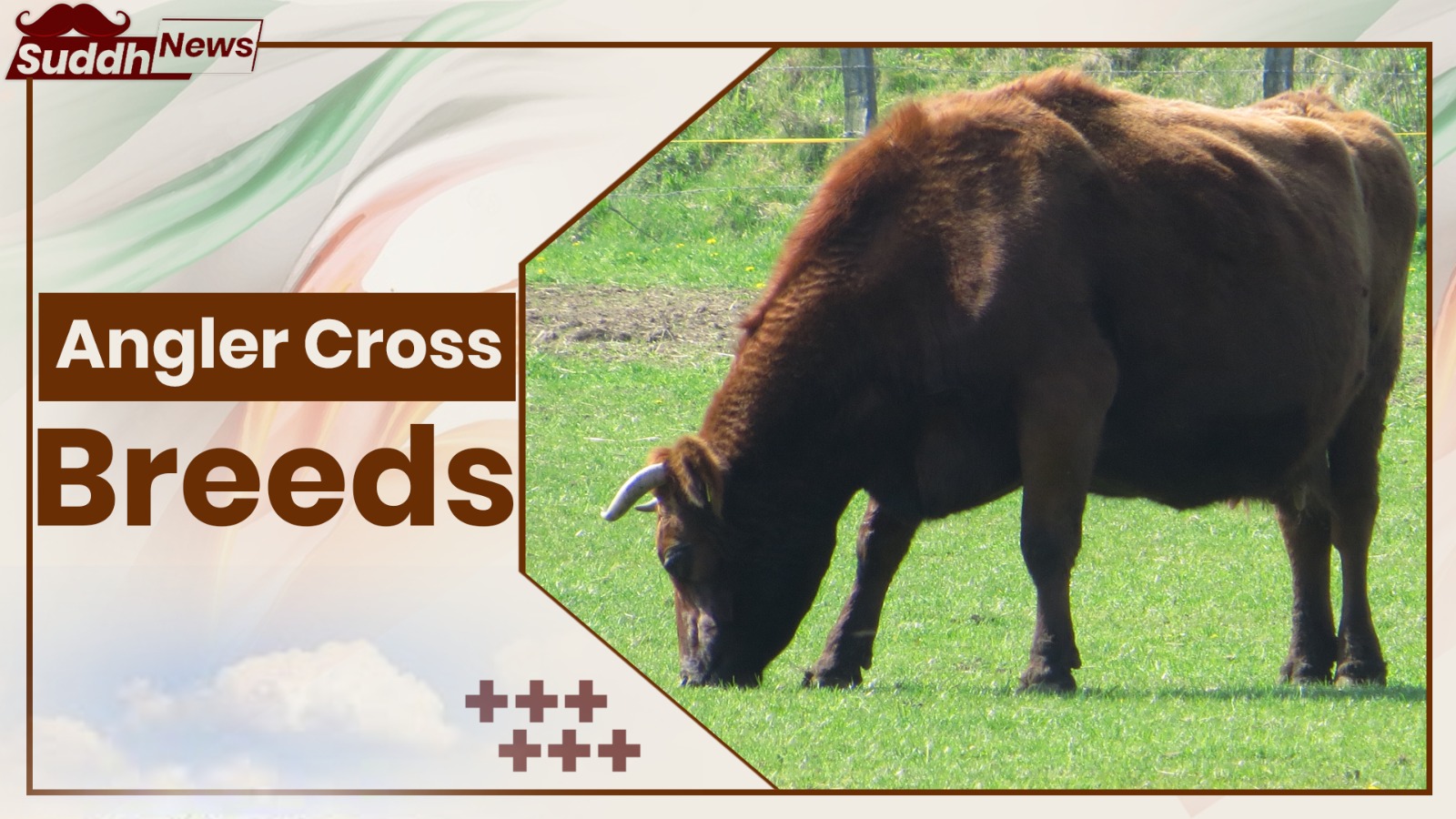 Angler Crossbreed Cow Breeds