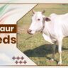 Bachaur Cow Breeds