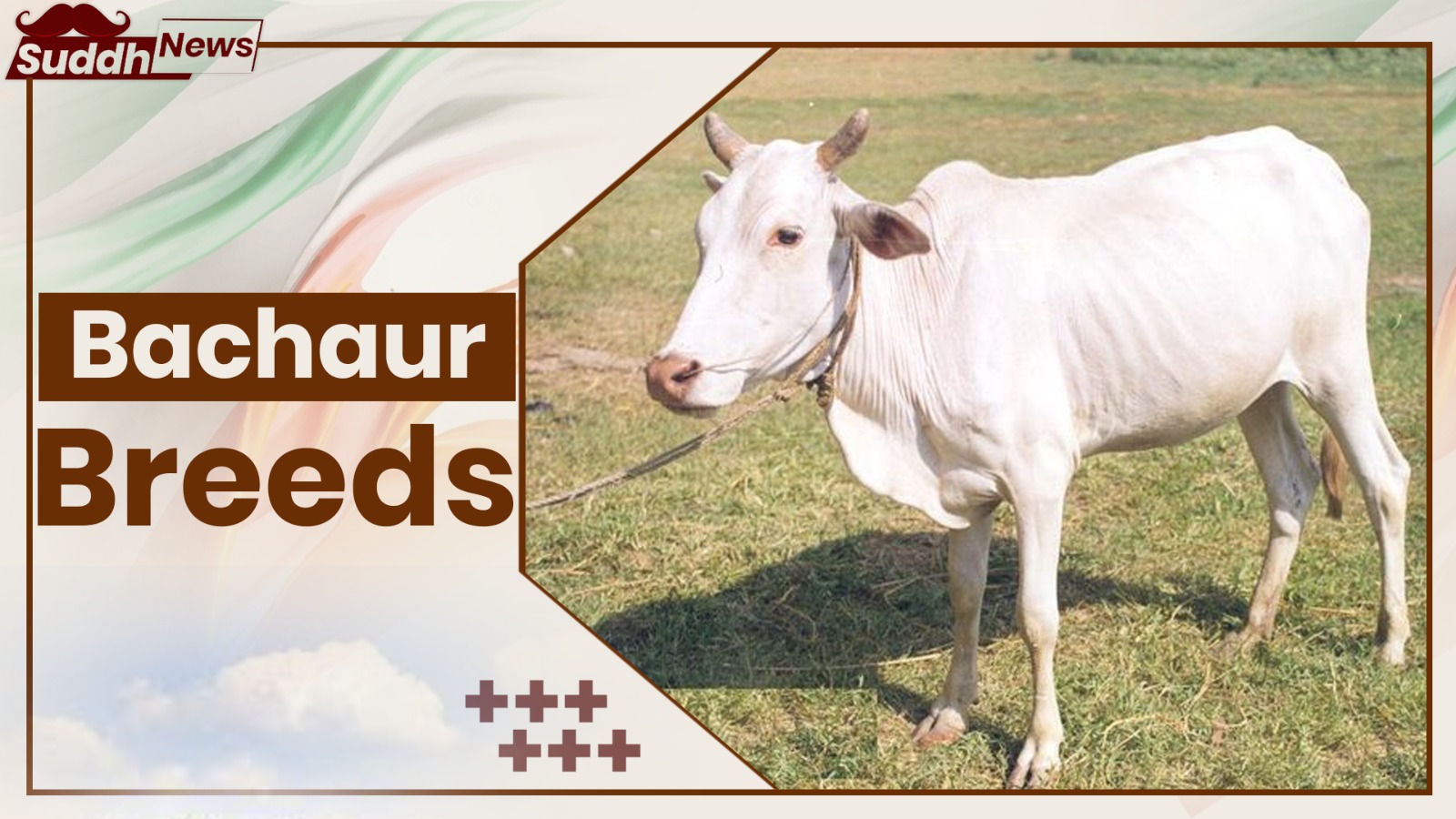 Bachaur Cow Breeds