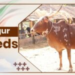 Bargur Cow Breeds