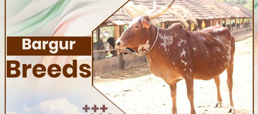 Bargur Cow Breeds