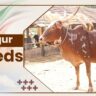 Bargur Cow Breeds