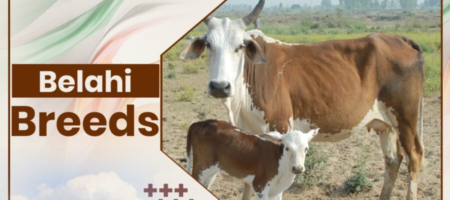 Belahi Cow Breeds 