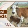 Belahi Cow Breeds 