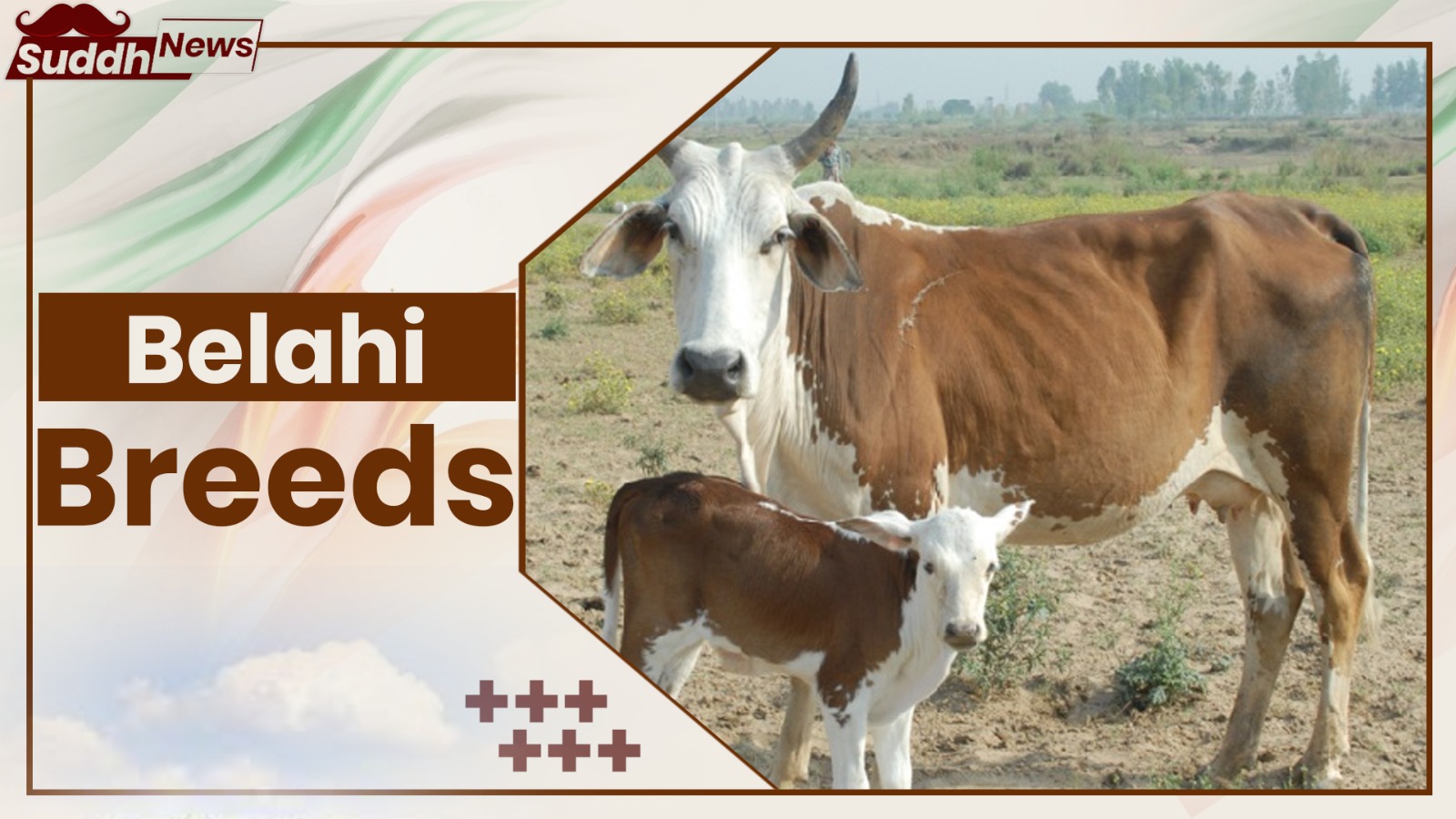 Belahi Cow Breeds 