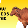 Cow Breeds In India