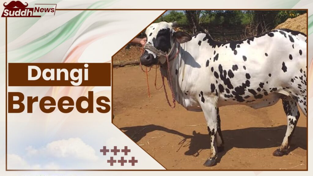 Dangi Cow Breeds