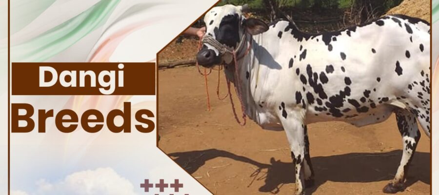 Dangi Cow Breeds