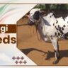 Dangi Cow Breeds