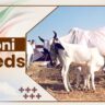 Deoni Cow Breeds