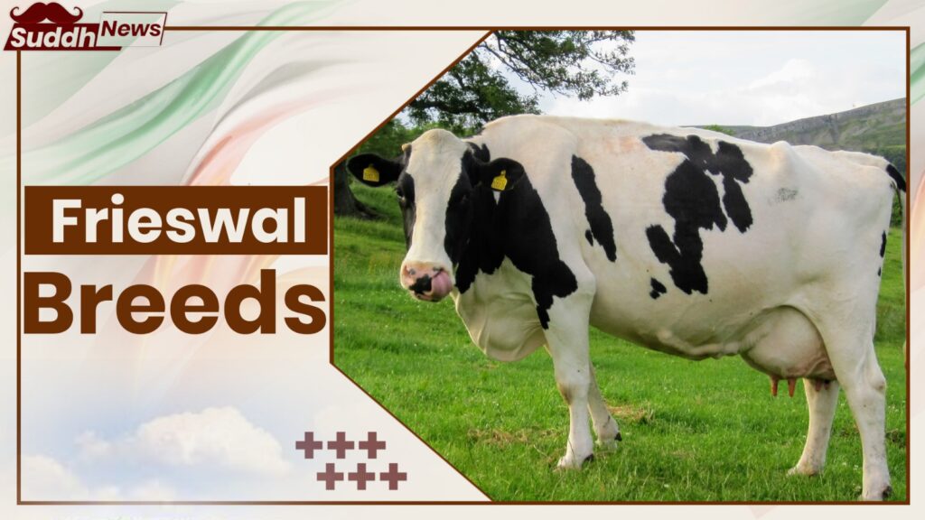 Frieswal Cow Breeds