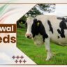 Frieswal Cow Breeds