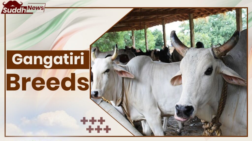 Gangatiri Cow Breeds