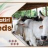 Gangatiri Cow Breeds