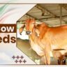Gir Cow Breeds