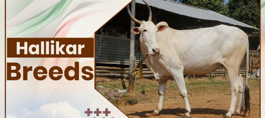 Hallikar Cow Breeds