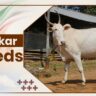 Hallikar Cow Breeds