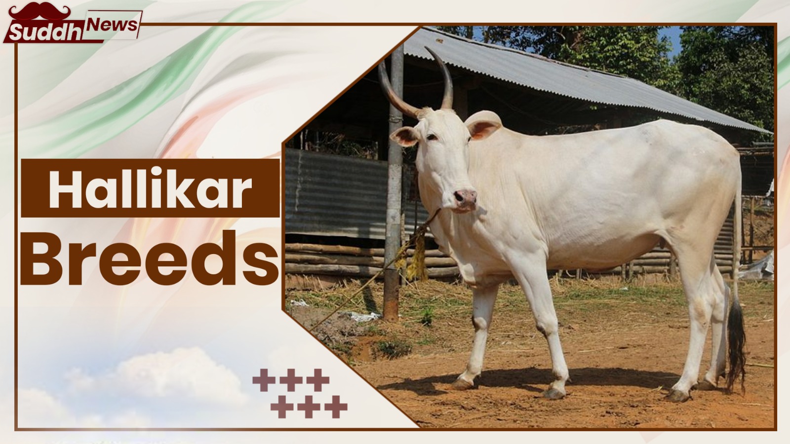 Hallikar Cow Breeds