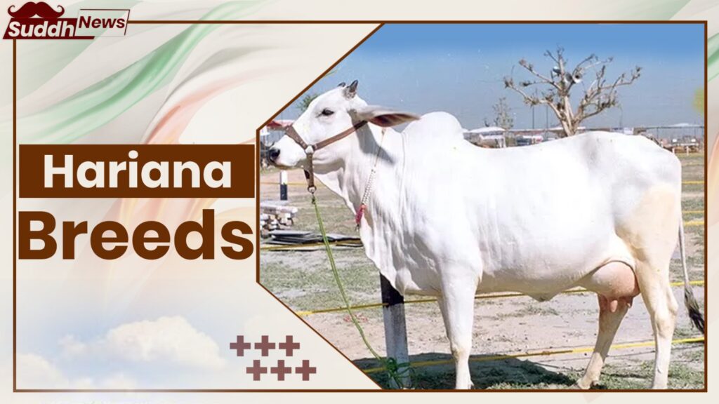 Hariana Cow Breeds