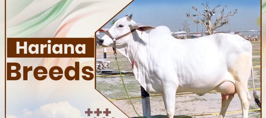 Hariana Cow Breeds