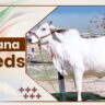Hariana Cow Breeds