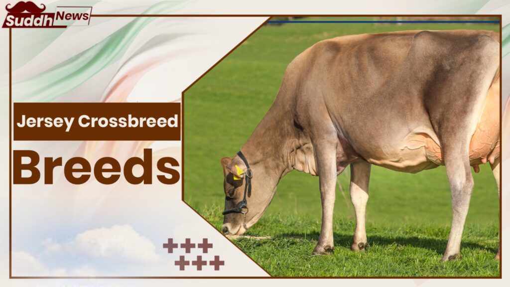 Jersey Crossbreeds Cow Breeds