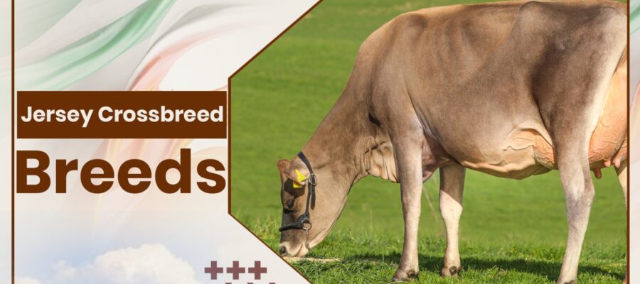 Jersey Crossbreeds Cow Breeds