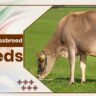 Jersey Crossbreeds Cow Breeds