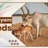 Kangayam Cow Breeds