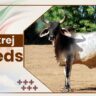 Kankrej Cow Breeds