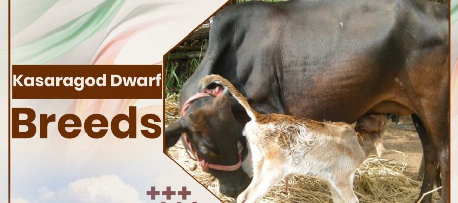 Kasaragod Dwarf Cow Breeds