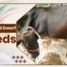 Kasaragod Dwarf Cow Breeds