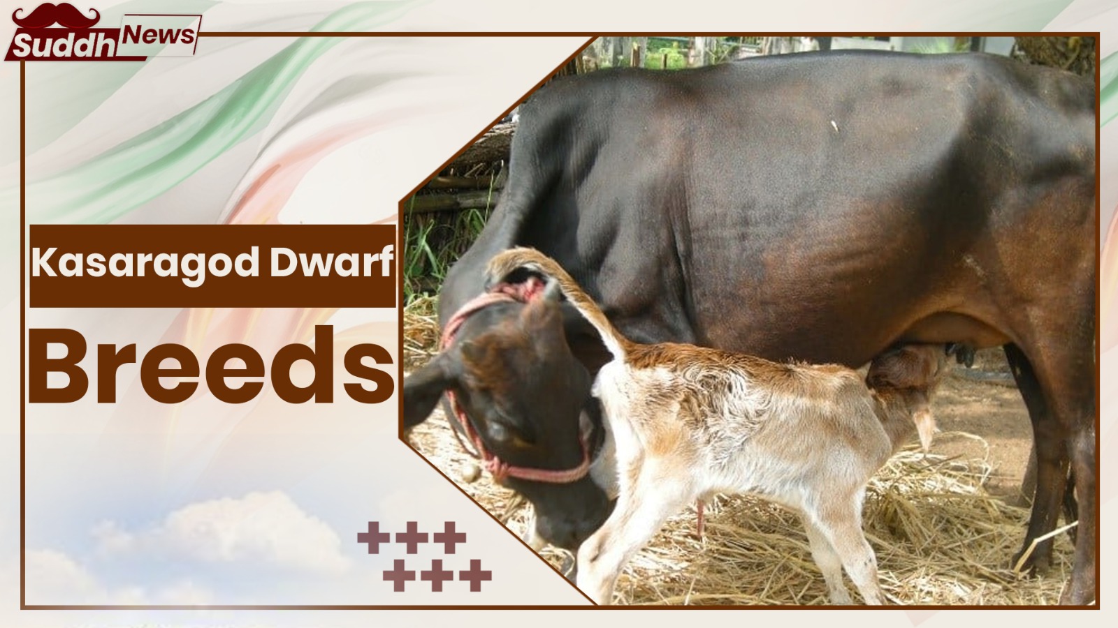 Kasaragod Dwarf Cow Breeds