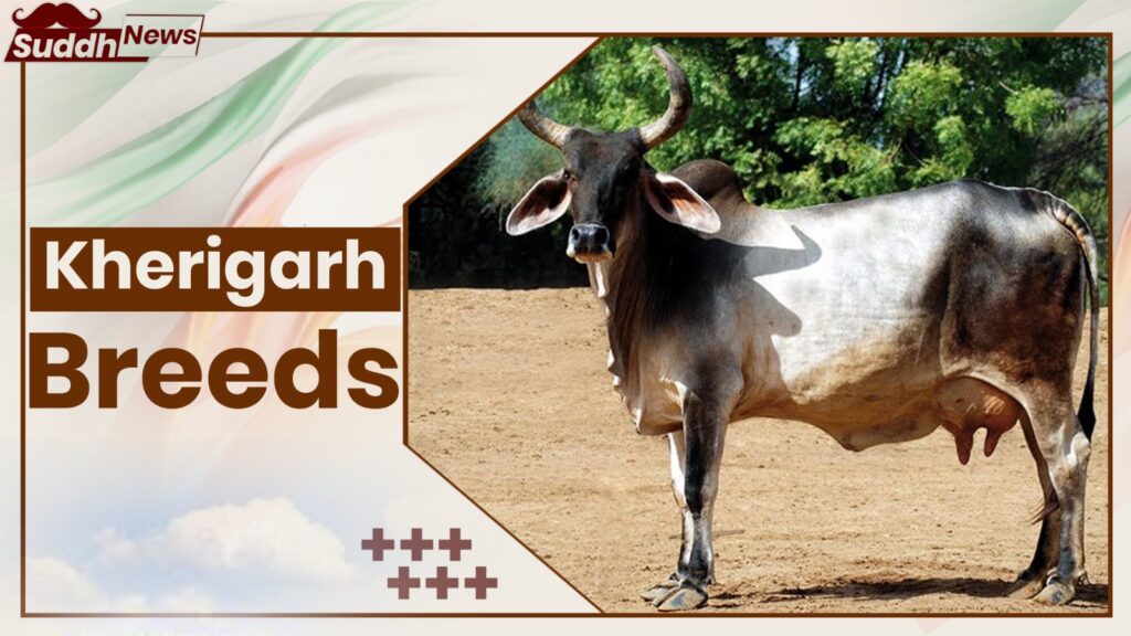 Kherigarah Cow Breeds