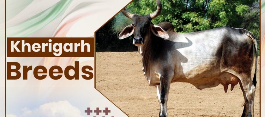 Kherigarah Cow Breeds