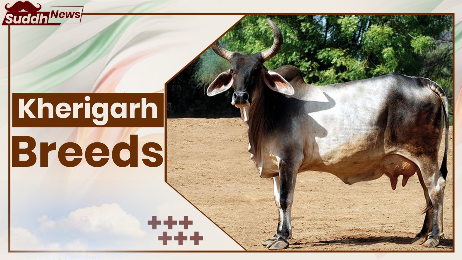 Kherigarah Cow Breeds 