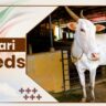 Khillari Cow Breeds