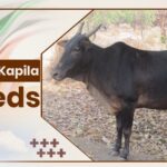 Konkan Kapila cow