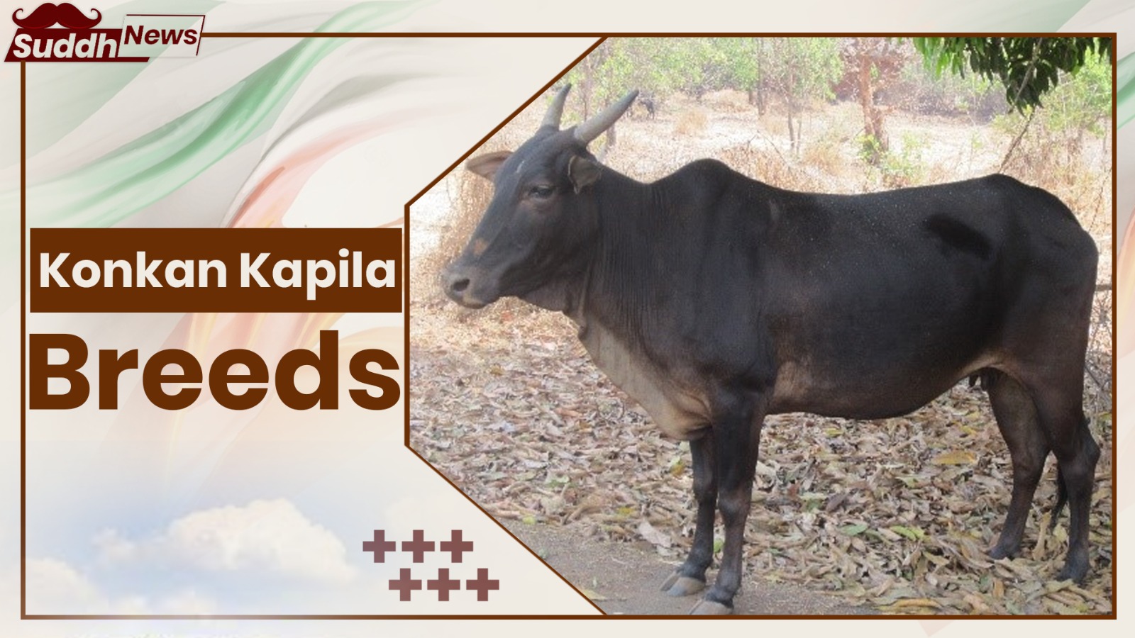 Konkan Kapila cow