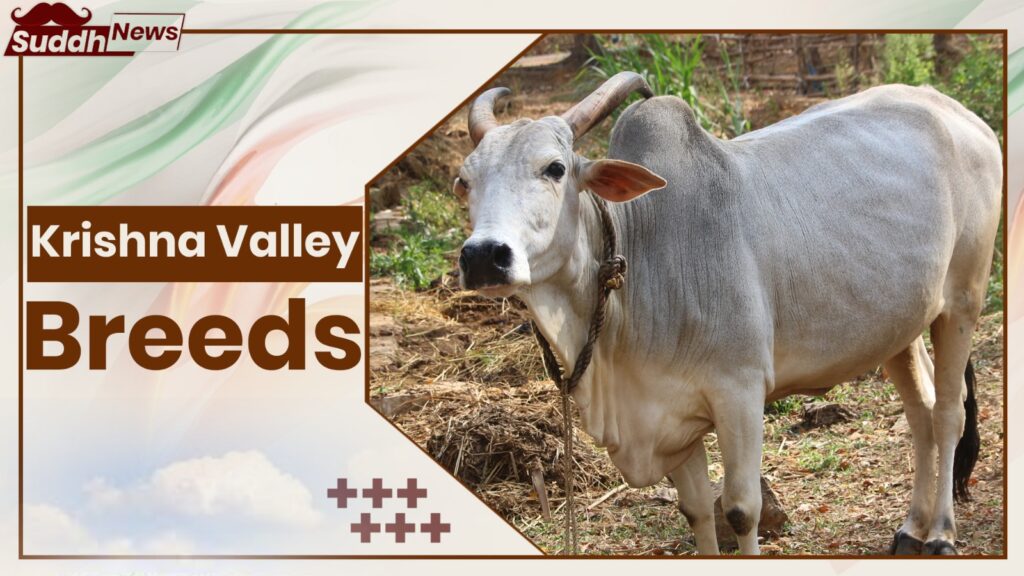 Krishna valley Cow Breeds