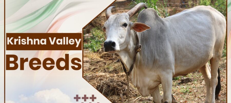 Krishna valley Cow Breeds